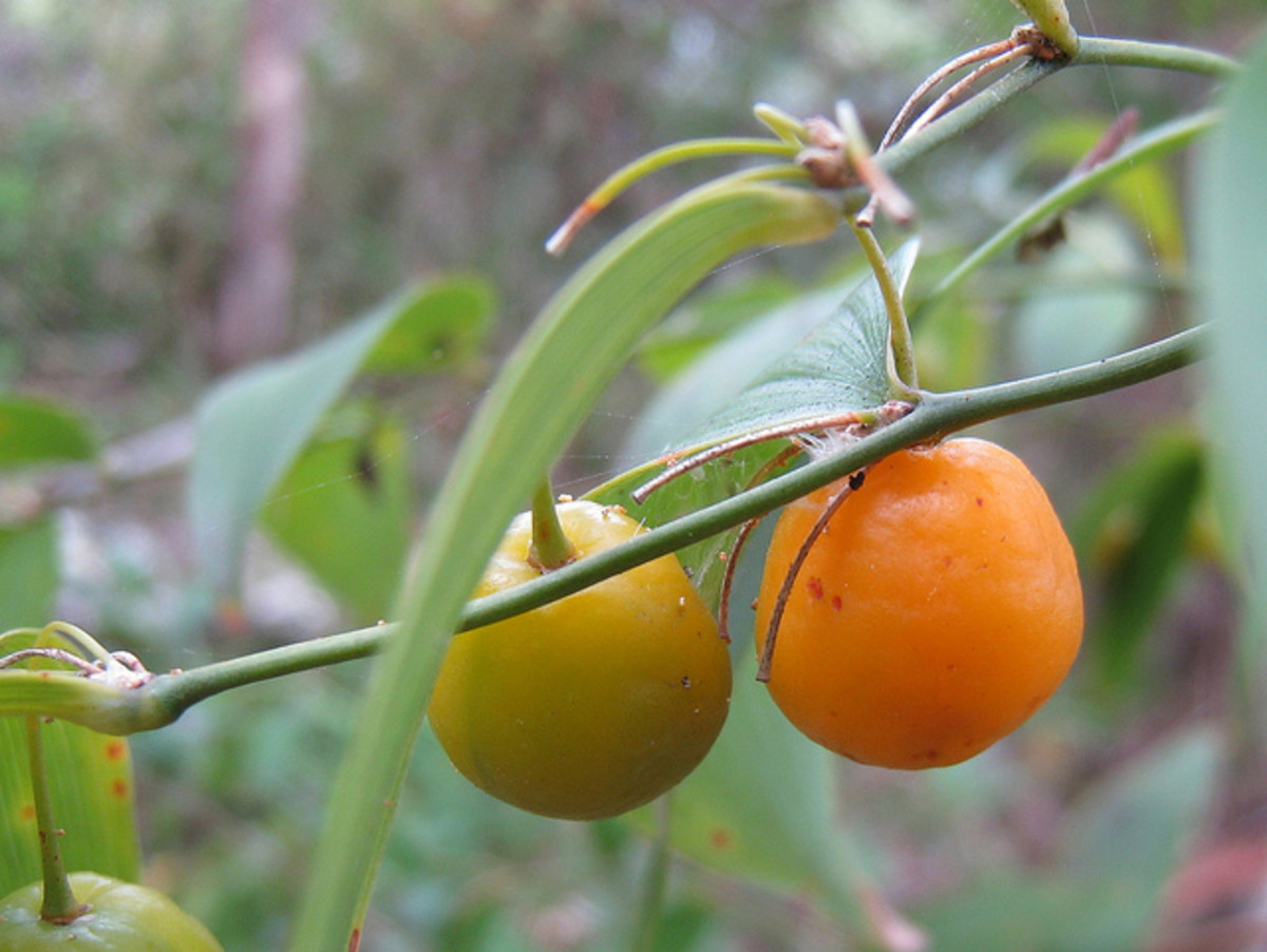 Australian native plant profile: wombat berry (eustrephus latifolius