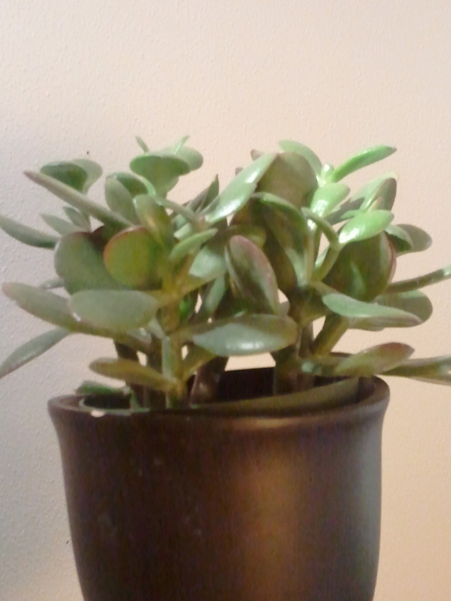 This makes them a match for cities like austin, tex. How to Propagate a Jade Plant | Dengarden