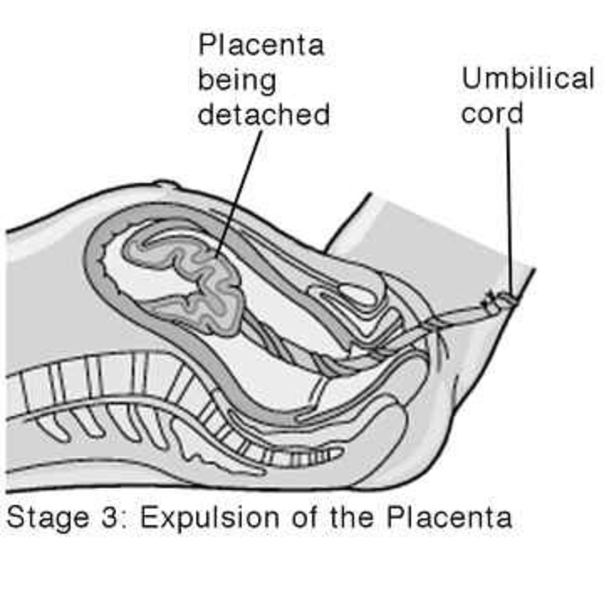 Stages of labor