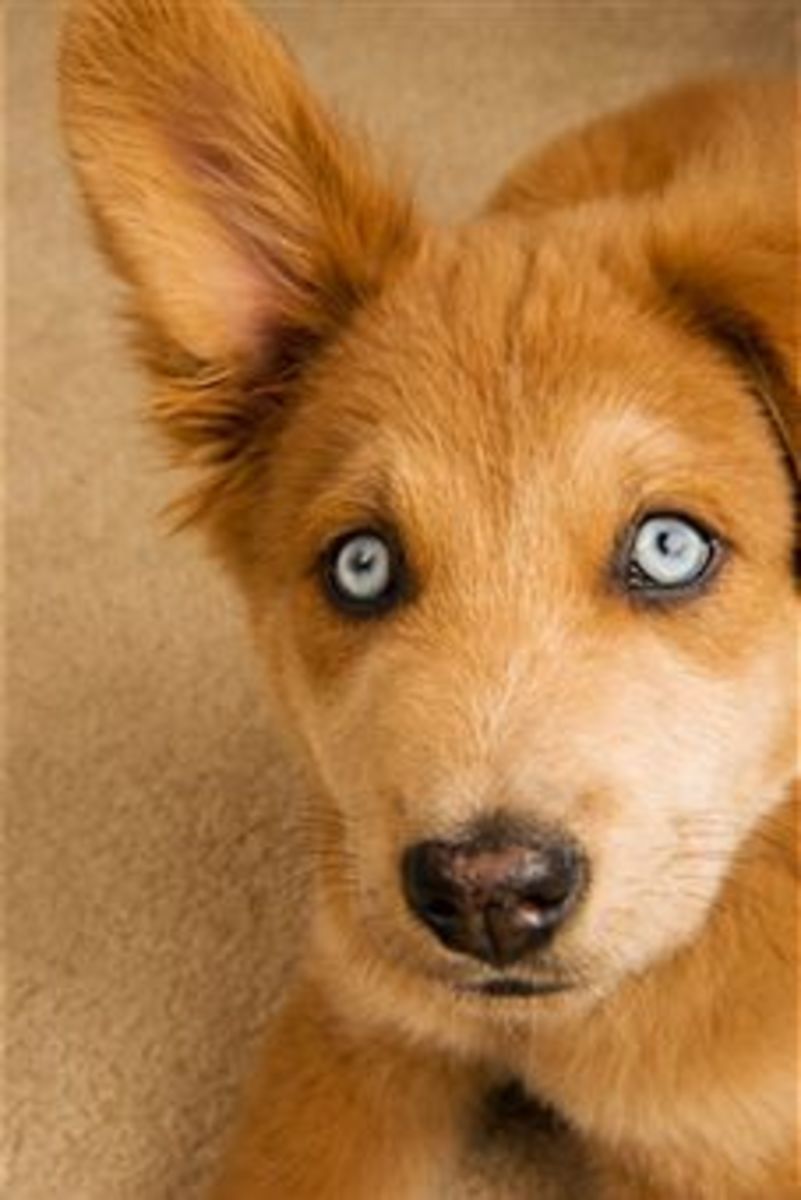 23+ Elegant Dog Diabetes Blindness : Managing eye conditions in dogs:symptoms,types,causes and / Here’s a look at some of the most.