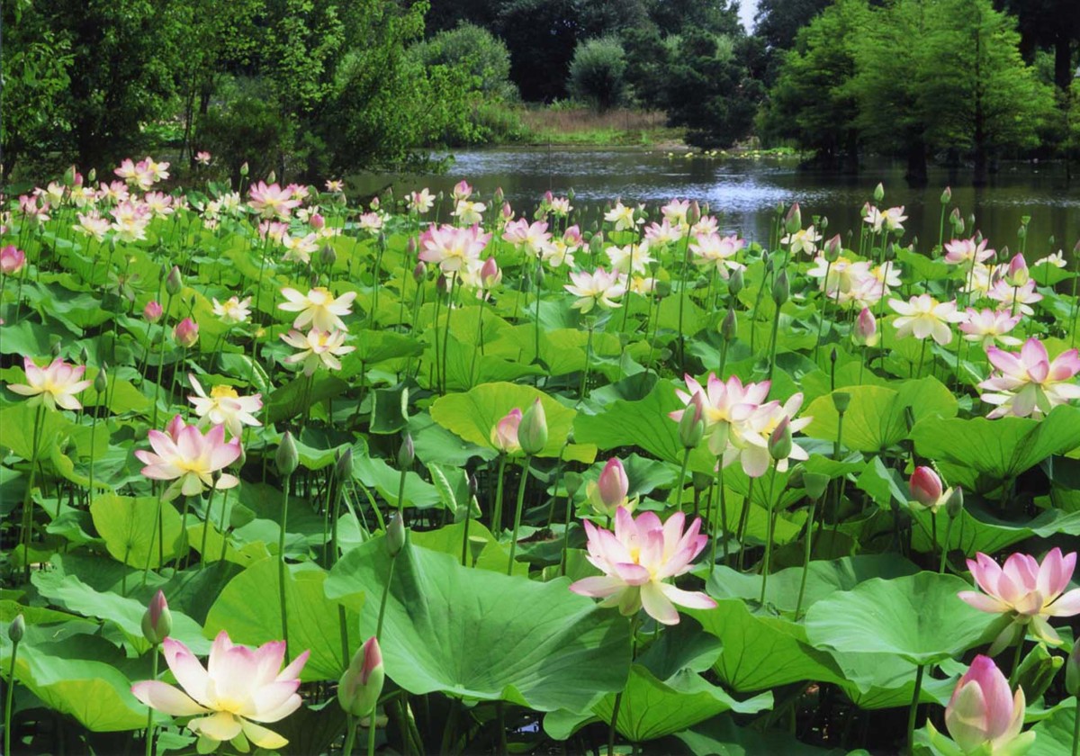 Nutritional and health benefits of the lotus plant