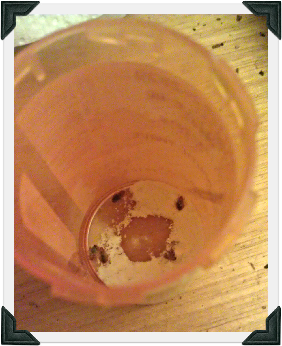 Here is how to kill bed bugs and get rid of those that have infested your home or workplace without using chemicals or pesticides, but by using steam. How Diatomaceous Earth Kills Bed Bugs | Dengarden