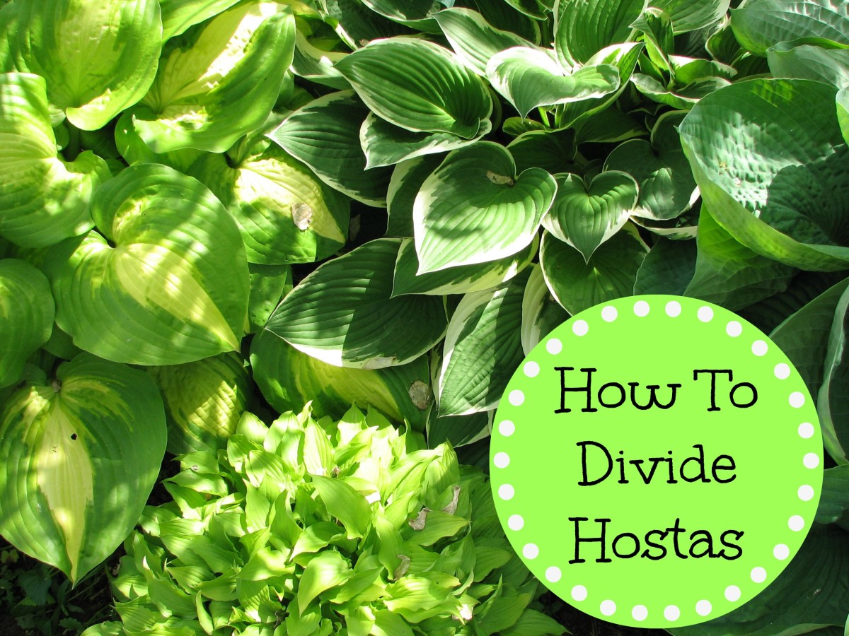 How to divide hostas
