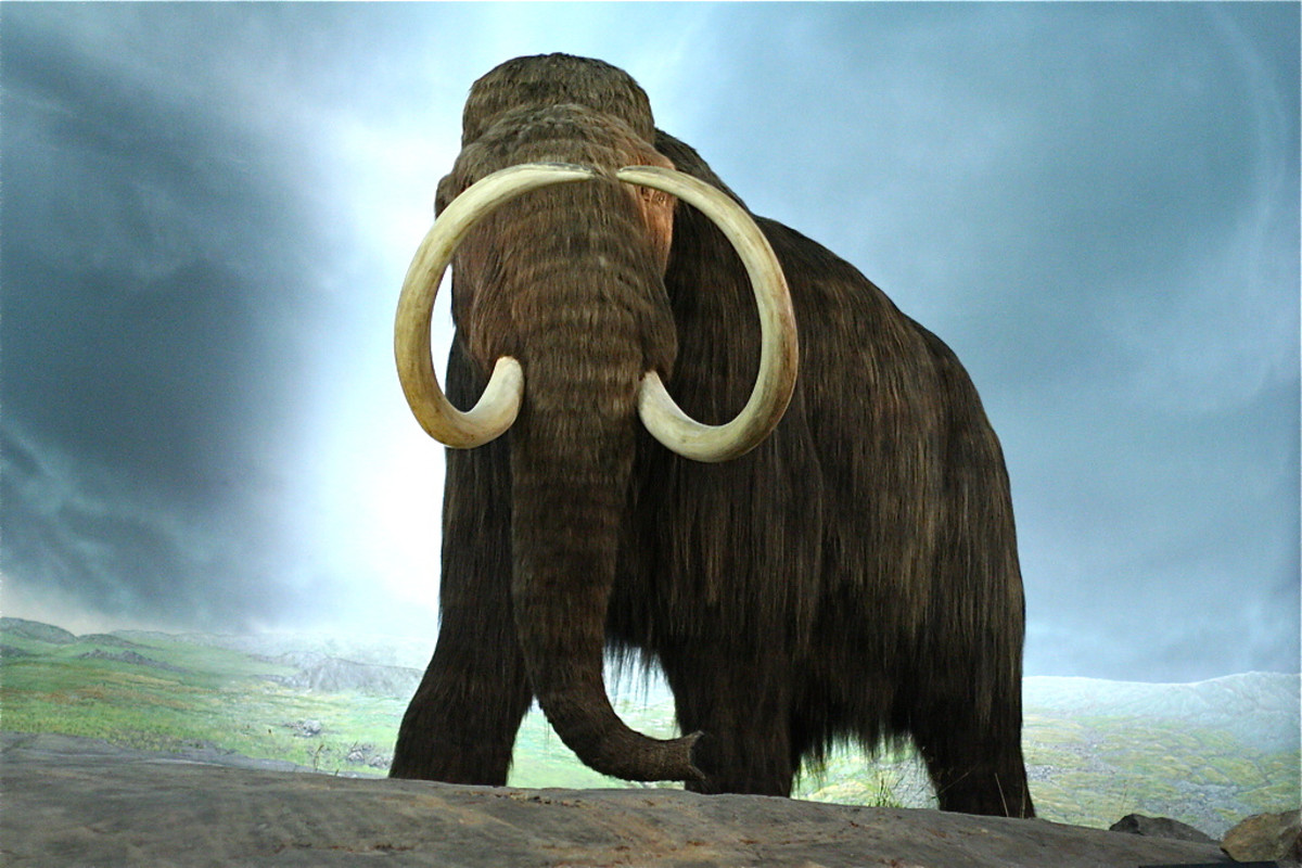 Bringing back extinct animals: cloning research and concerns