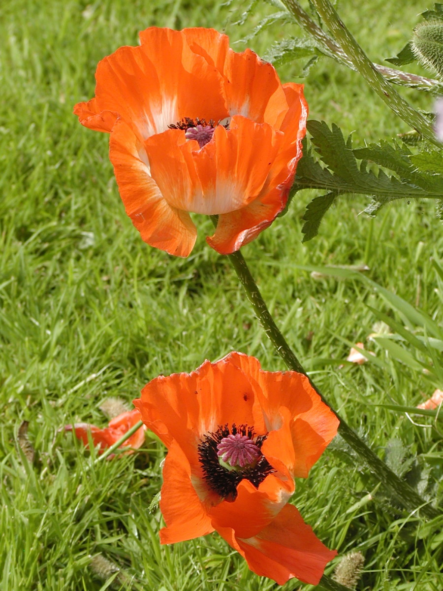 The blue poppy (meconopsis baileyi) is a strikingly beautiful flower but it does have specific growing requirements that make it a challenge to cultivate jacky parker photography / getty images there are two species in the meconopsis genus. Gardening for Beginners: 10 Easy Steps to Sowing Seeds