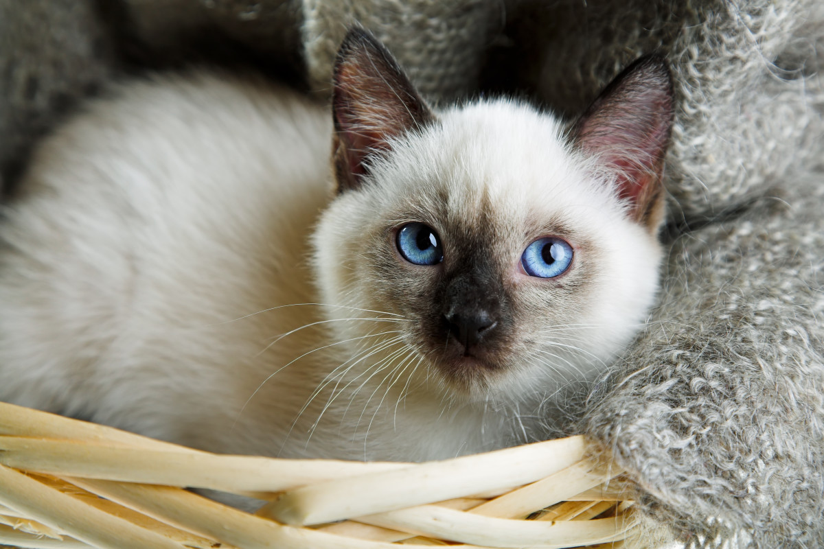 60 sassy siamese cat names