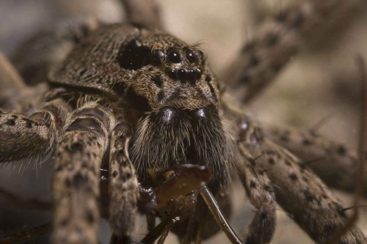 Top ten interesting and fun facts about spiders