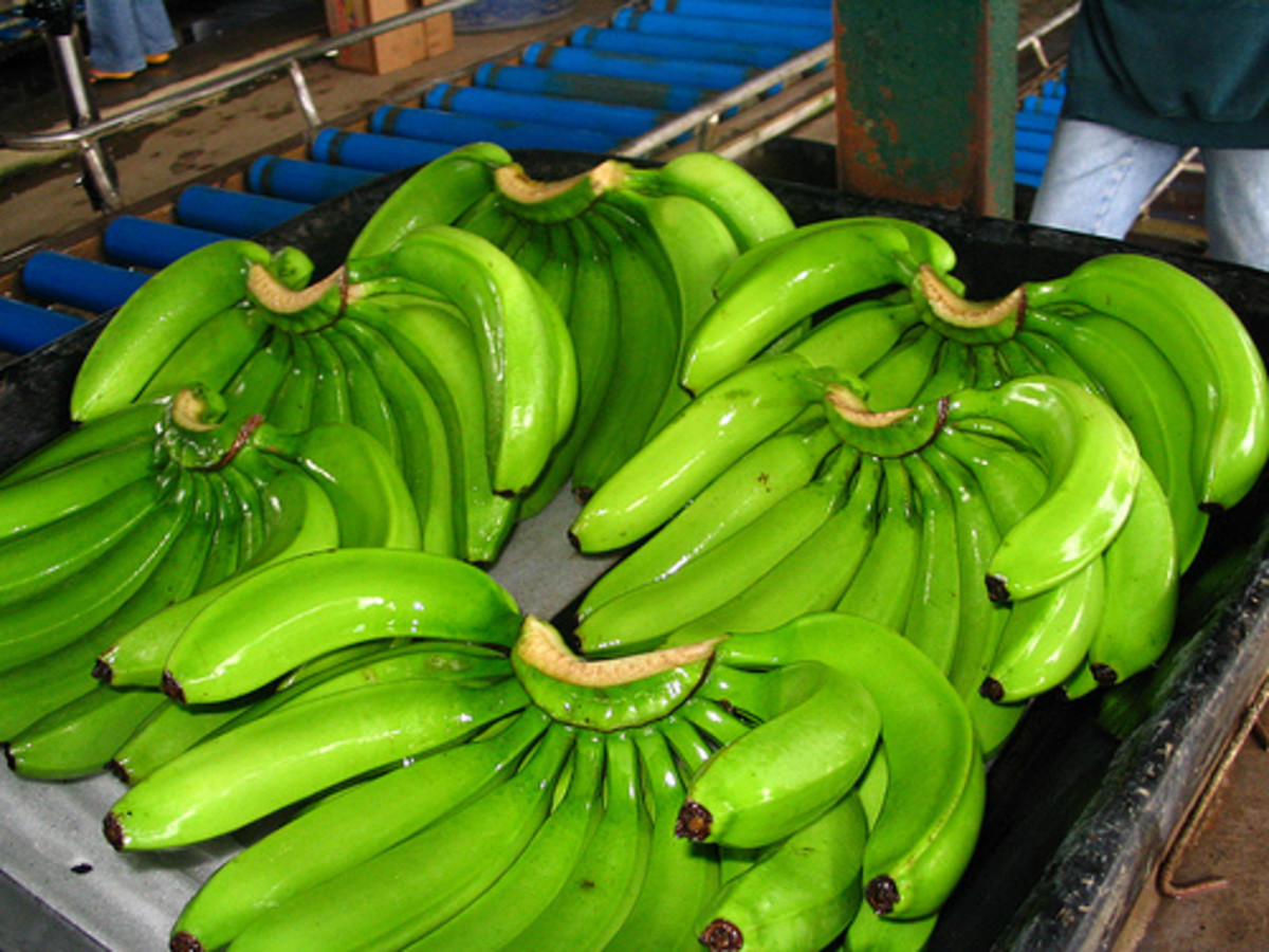 · add the banana slices and cook for 4 . Easy Banana Dessert Recipes | HubPages