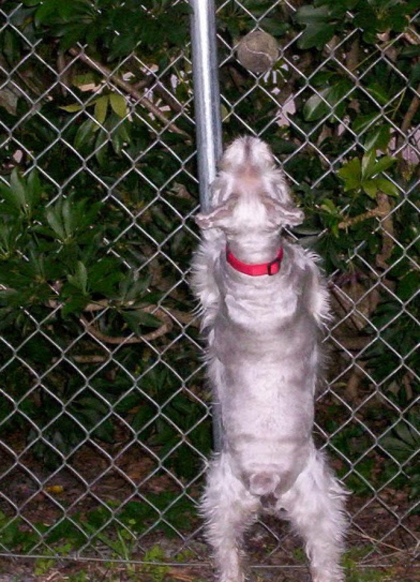Lyrics for blind to you by collie buddz. My Miniature Schnauzer Is Blind From Glaucoma. Facts And