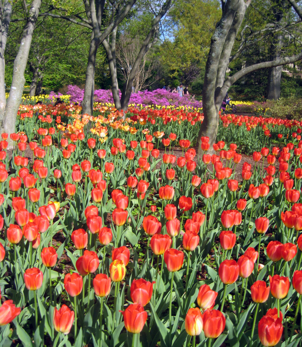 How to plant and care for spring-blooming tulips