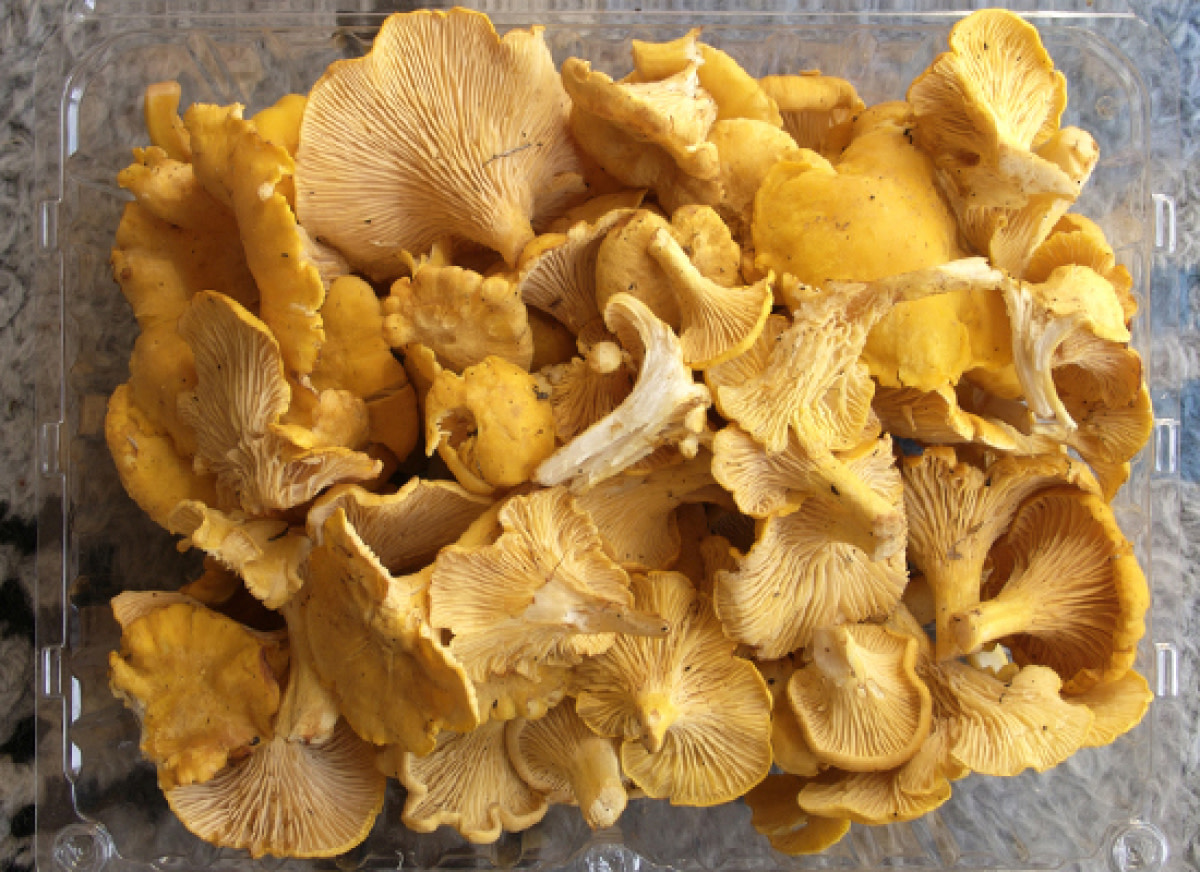 A conventional ceiling is a flat, seamless surface. Growing Mushrooms for Profit and Pleasure | HubPages