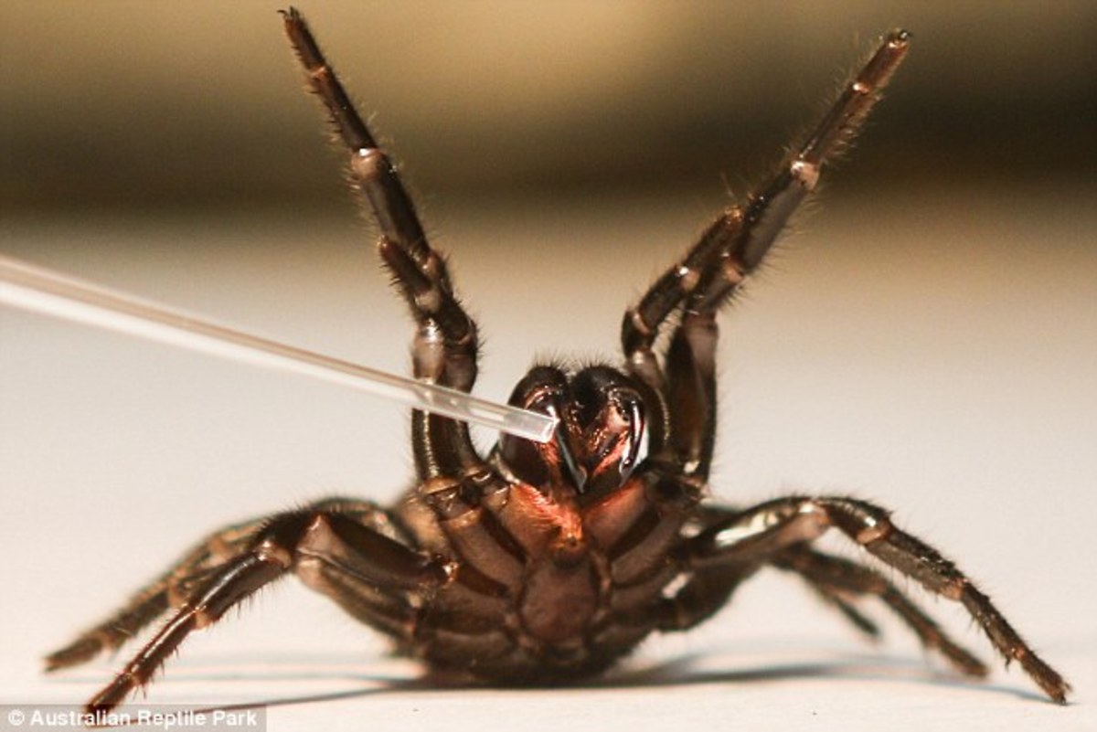 Sydney funnel web spiders: aggressive and capable of inflicting a
