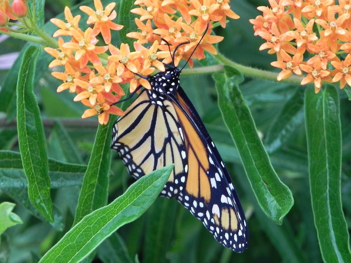 How to grow milkweed to attract monarch butterflies