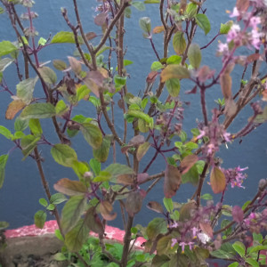 The devil's ivy, scindapsus, pothos, or epipremnum aureus is a . C V Singh On Hubpages