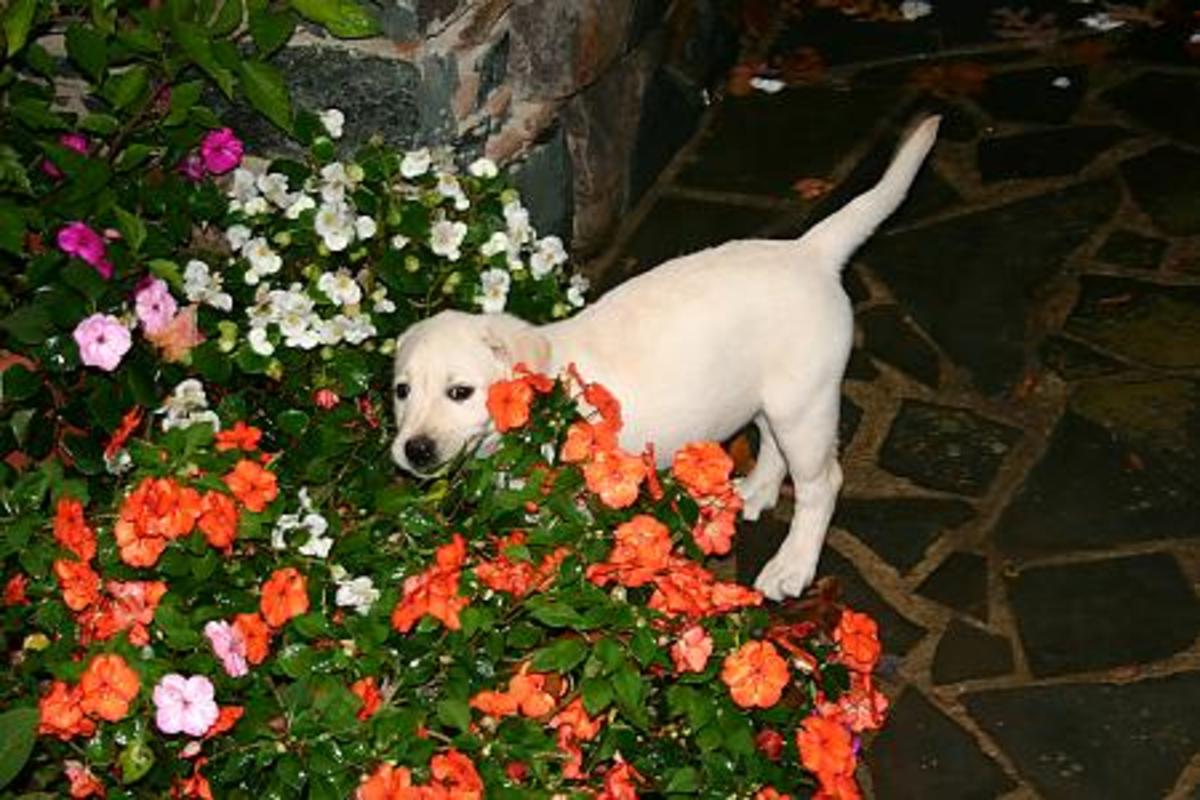 More modern choices also exist. How to Plant a Dog-Friendly Garden | Dengarden