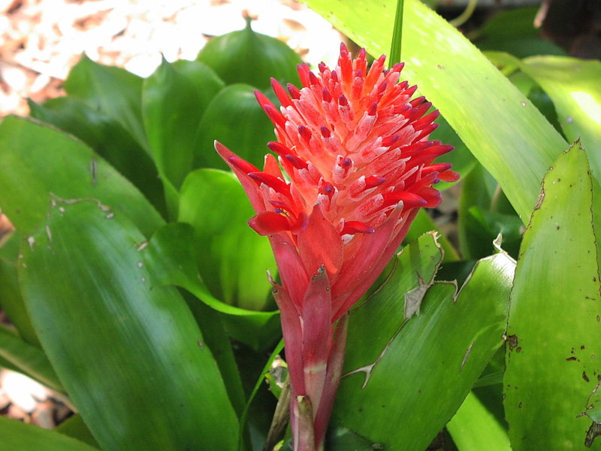 The ultimate guide to high humidity houseplants