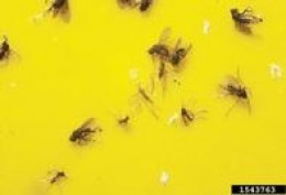 Office desk plants · 1. Fungus Gnats; Find the Point of Origin of Annoying Little