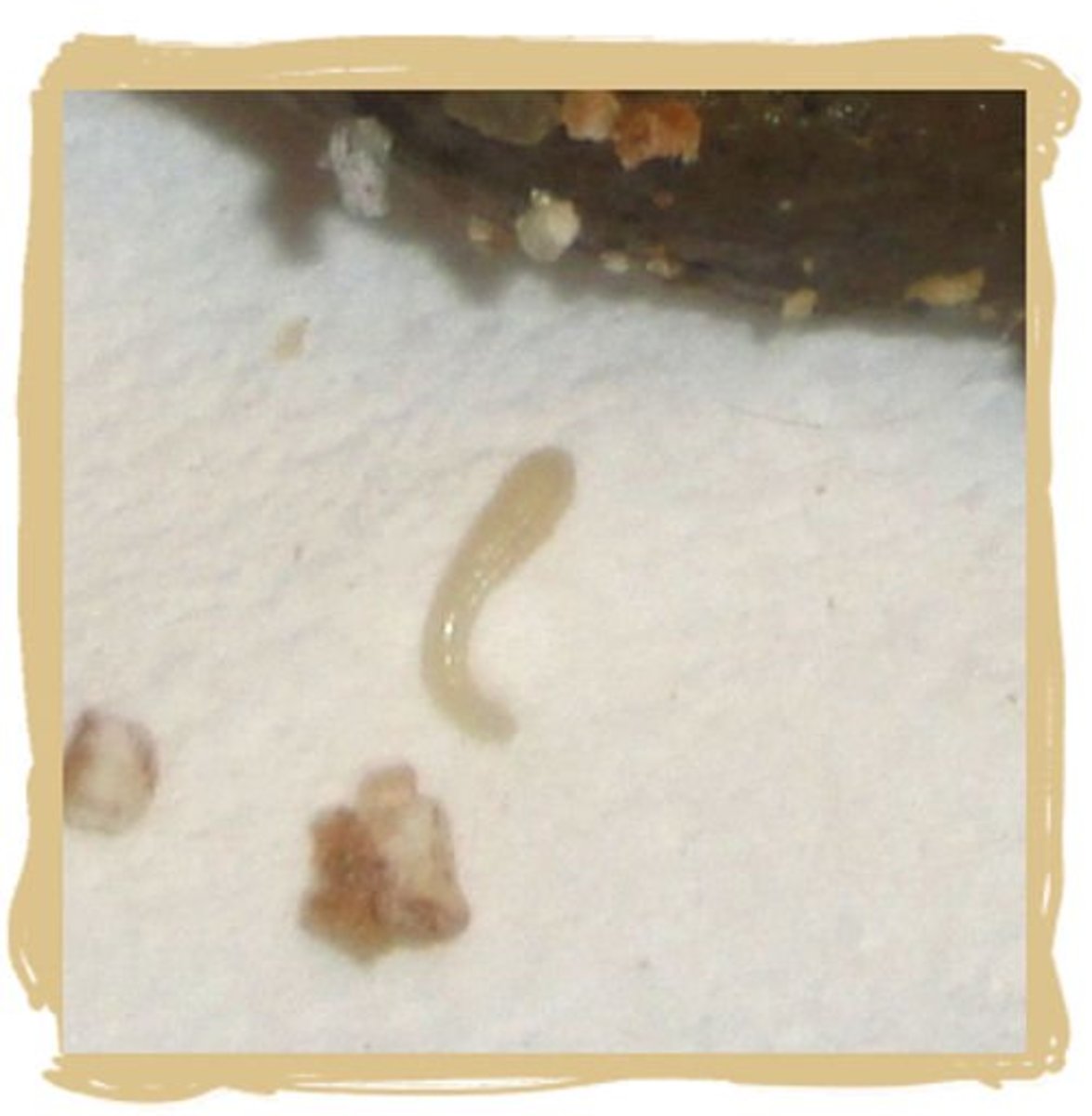 If your cat never leaves the house, should you still give him or her regular worming treatment? How to Identify, Treat, and Prevent Tapeworms in Cats