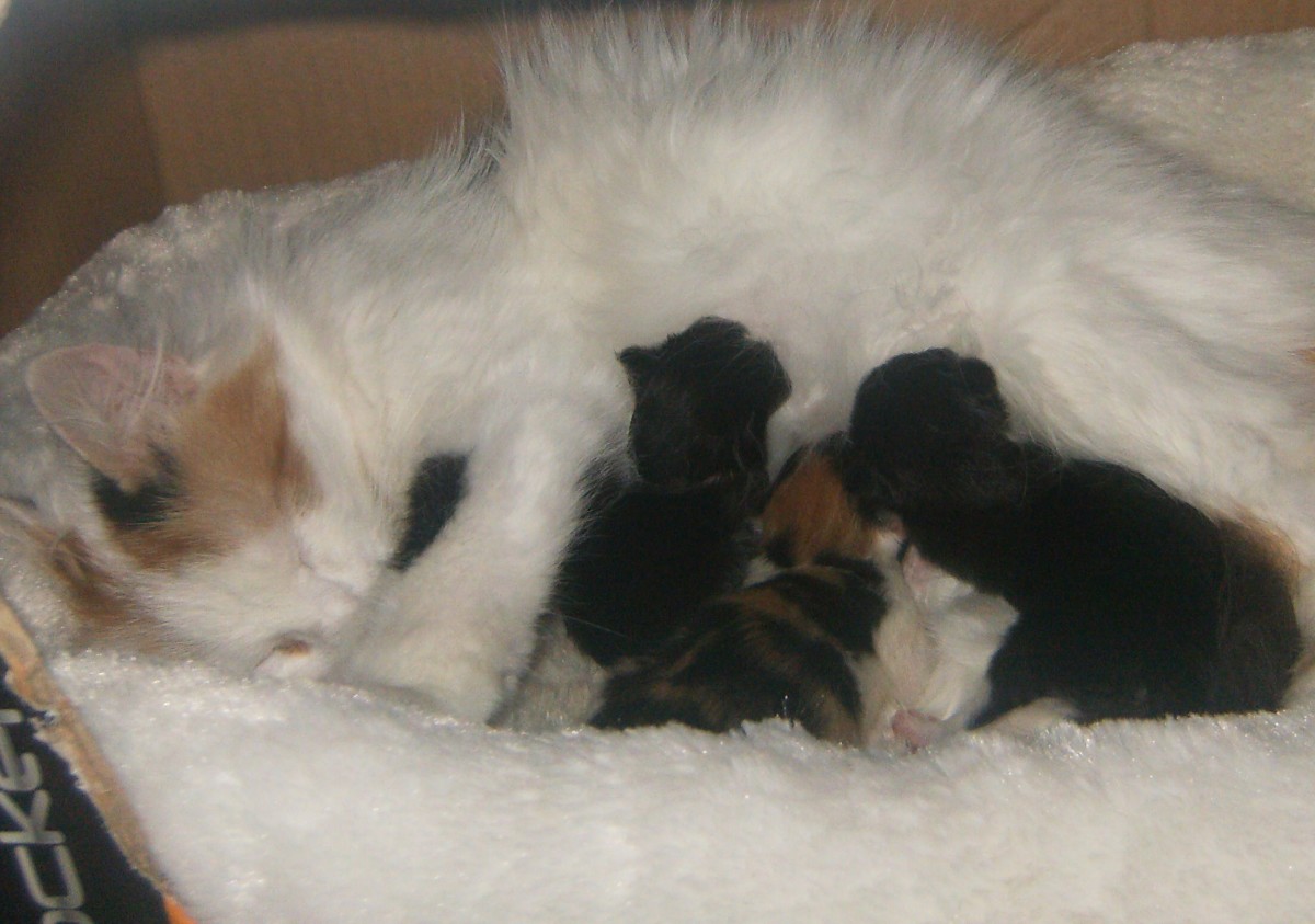 Newborn Kittens What You Need To Know Pethelpful By Fellow Animal Lovers And Experts