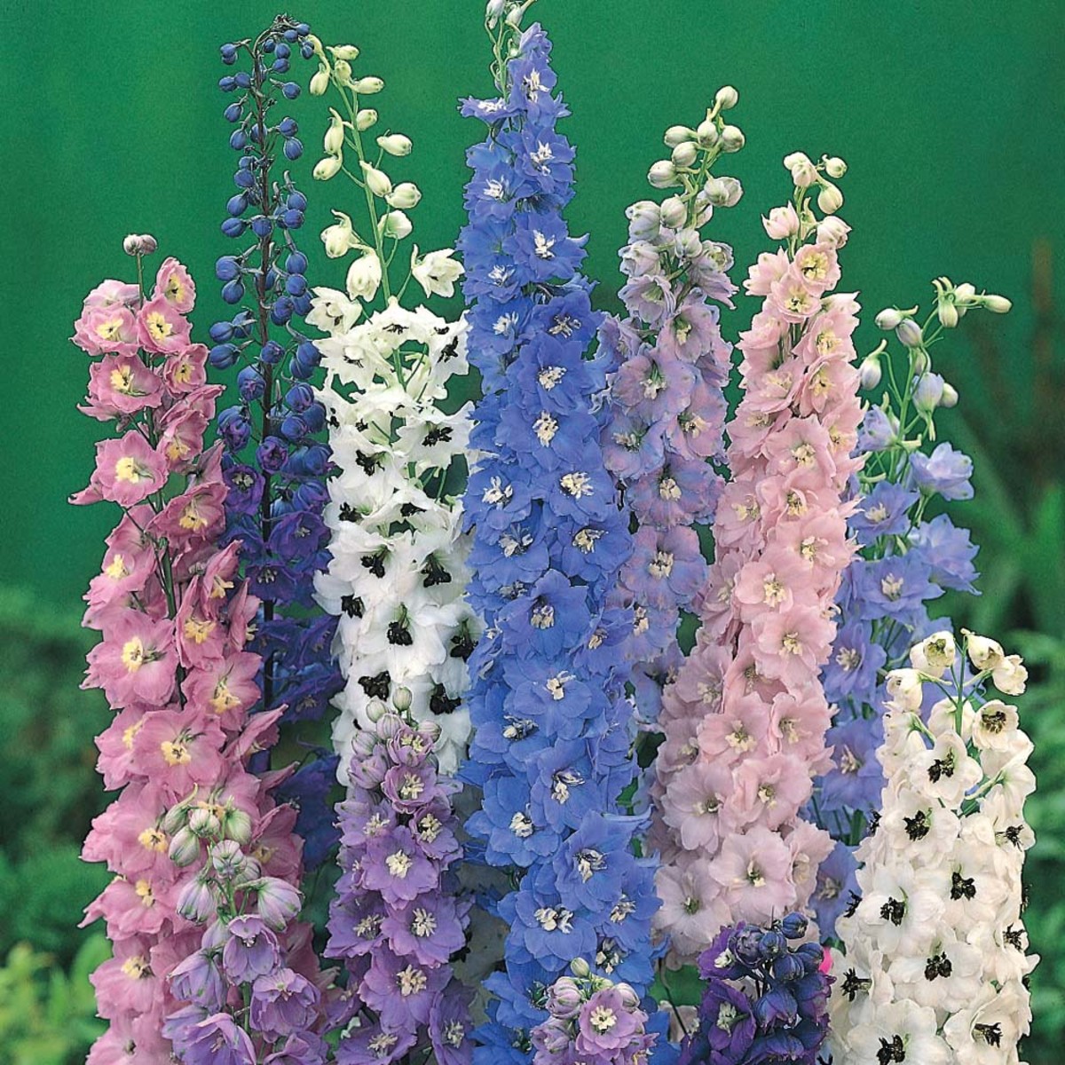 Top 10 easy perennial plants to grow from seed