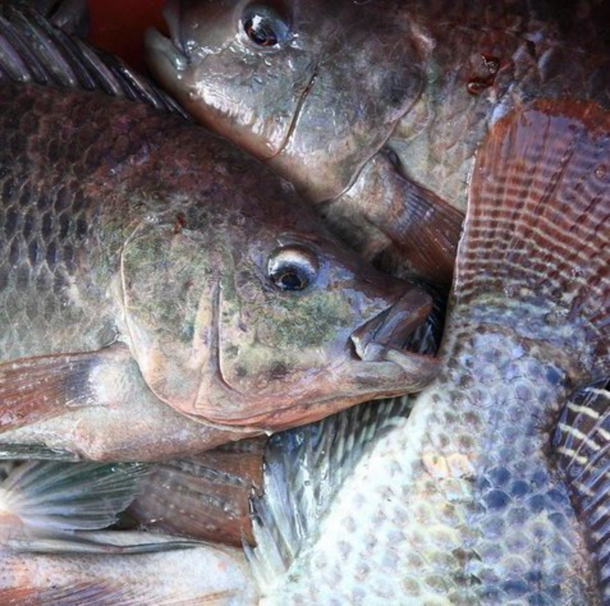 A new standard hopes to rank farmed fish, so you're only eating the responsibly raised ones. Tilapia Farming in Lakes, Cages, and Tanks | ToughNickel