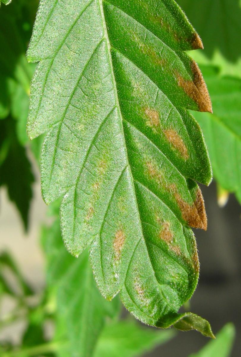 How to save an overfertilized plant