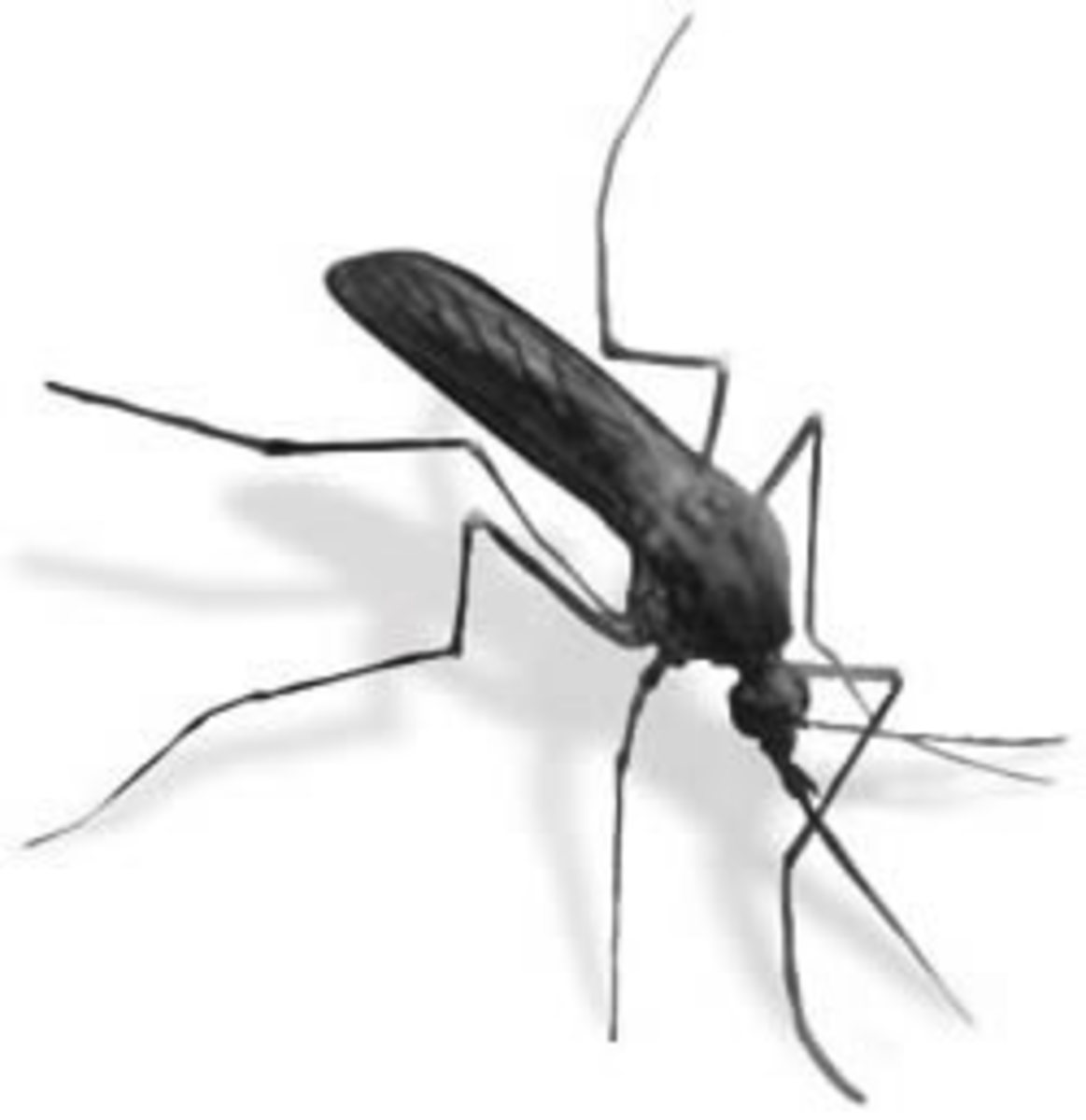 Plus win big right now with mosquito squad's contest. Mosquitoes 101 including the life cycle of the Mosquito