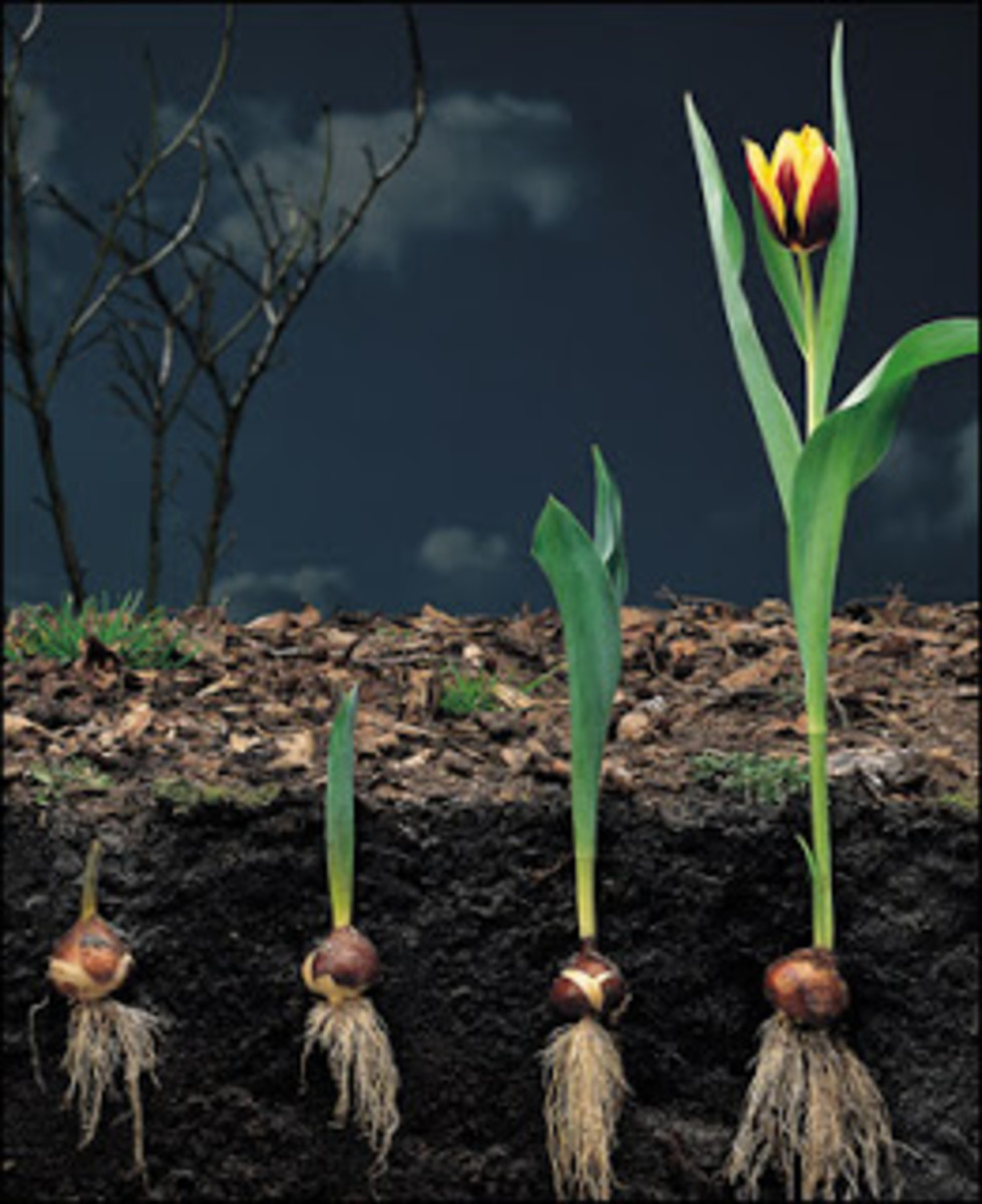 Cells divide and reproduce in two ways, mitosis and meiosis. The History of Tulips | HubPages