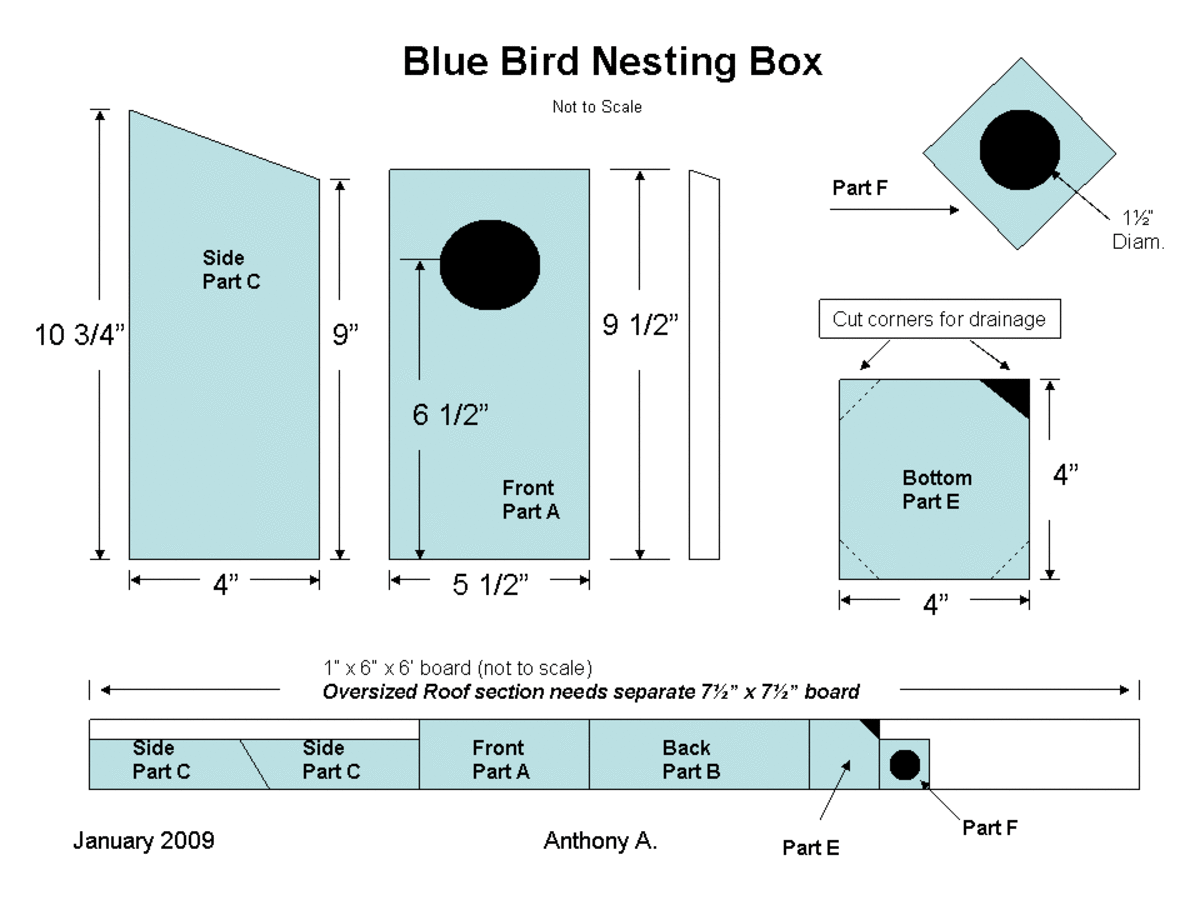 How to attract eastern bluebirds to your gardens