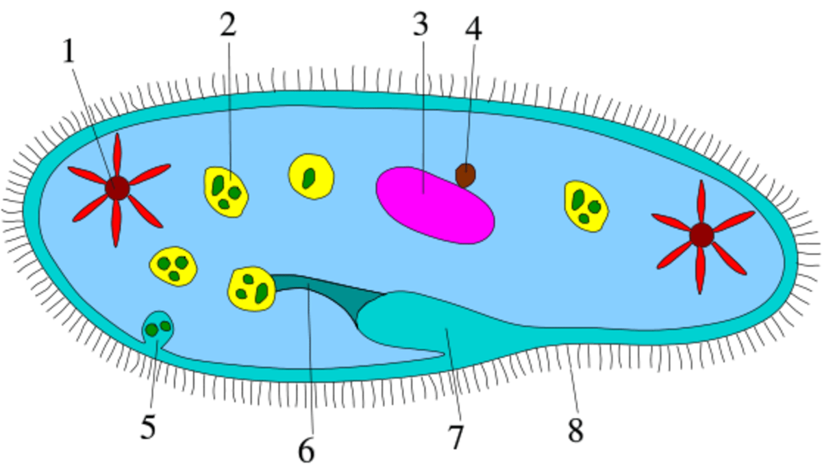 Introduction To Protists Owlcation