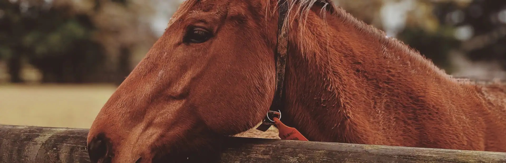 How Does the Futurity Program Work?