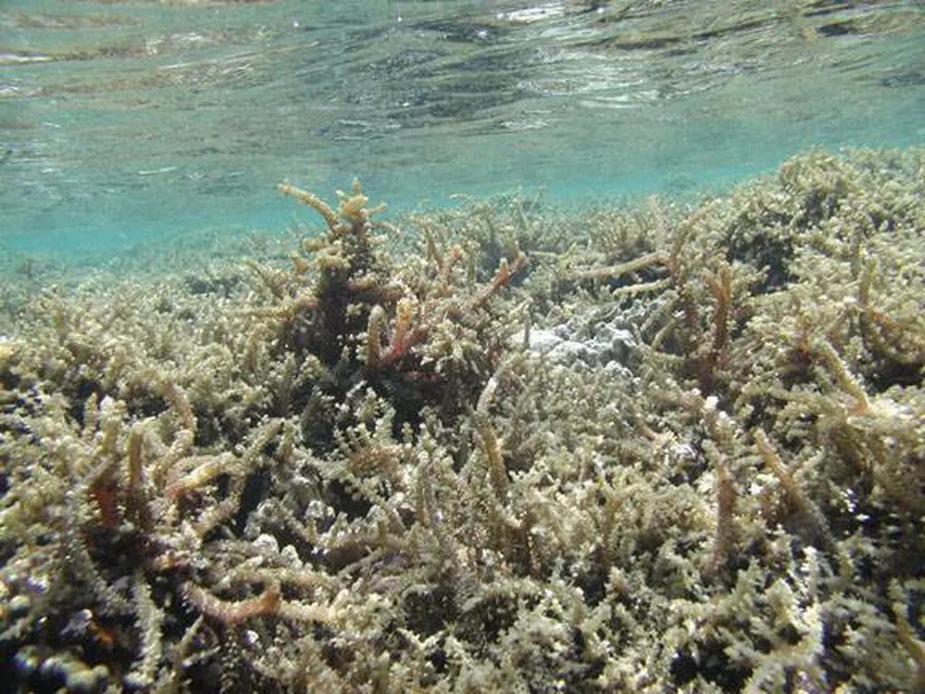 Invasive Algae Are Damaging Hawaii’s Coral Reefs