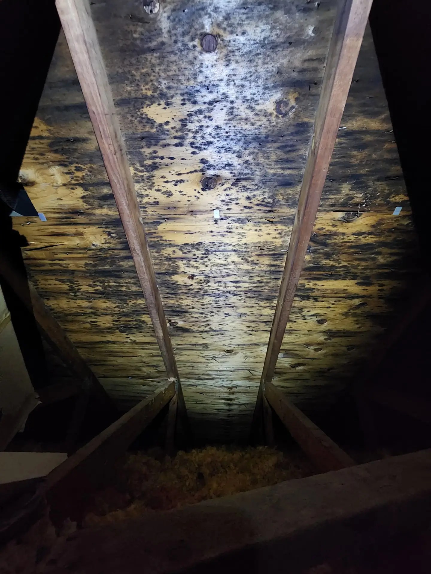 mold attic