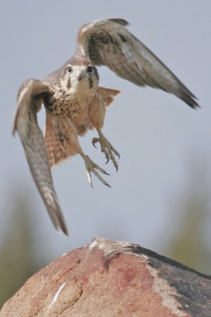 birds falcon prairie falcons utah prey hawks kent colorado houston county garfield