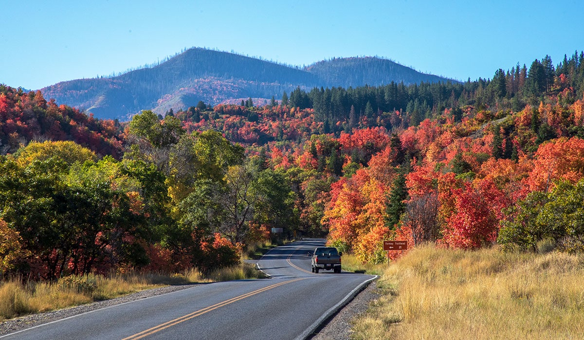 Fall Colors