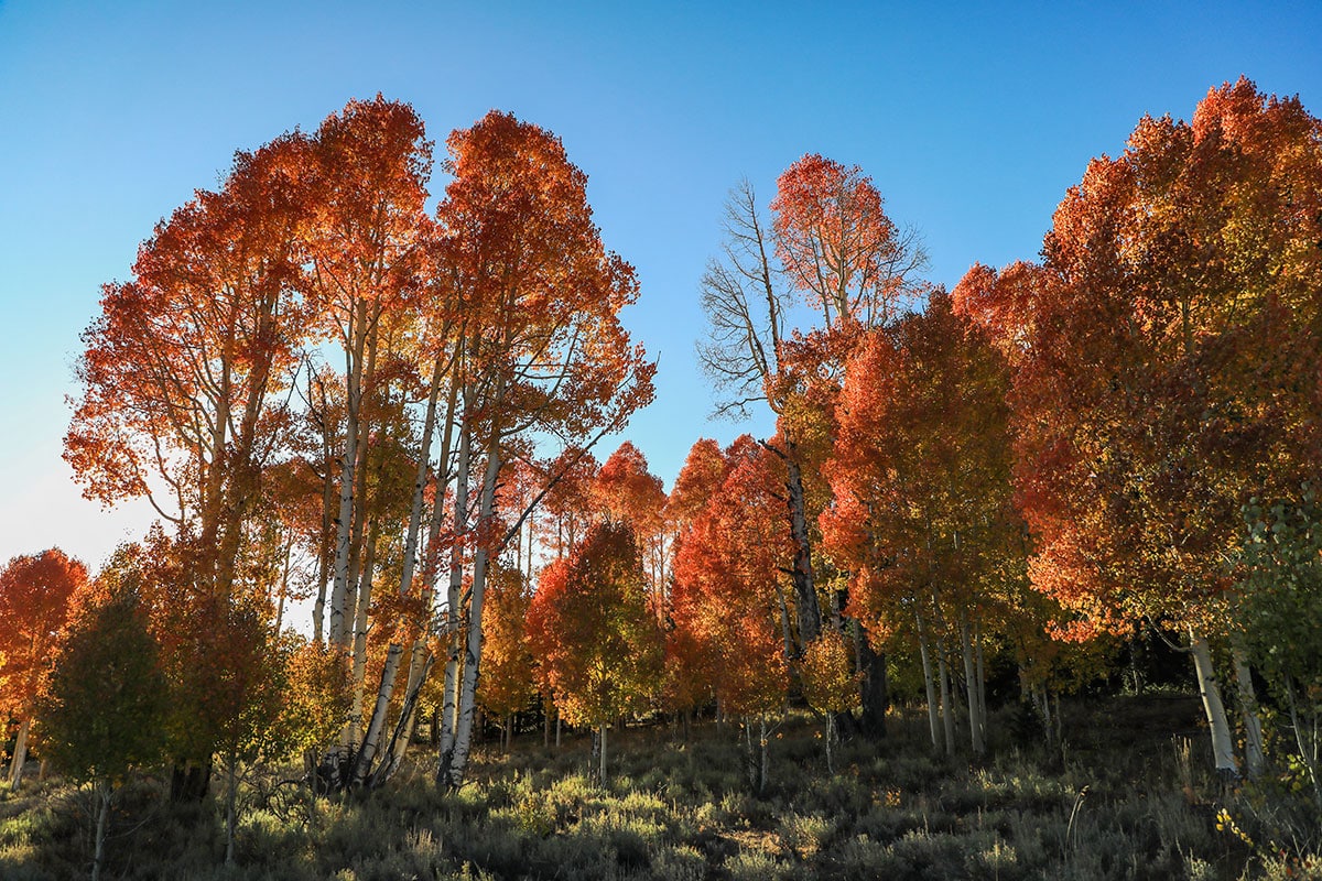 Provo Canyon Fall Colors Utah