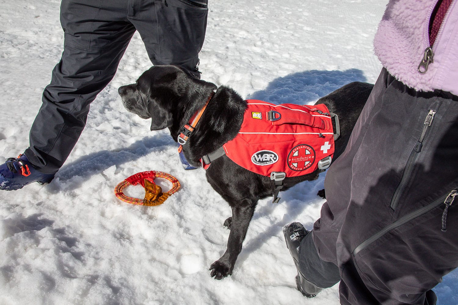 Search and rescue dog on a mountain at Sundance Mountain Resort in Utah.