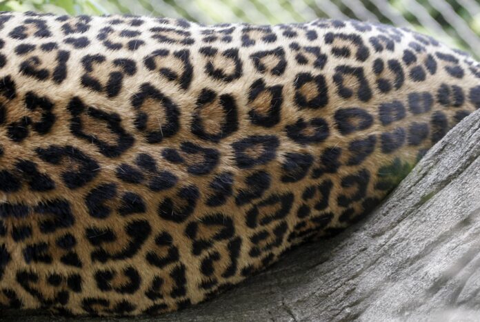 Top 10 animals with spots in wildlife