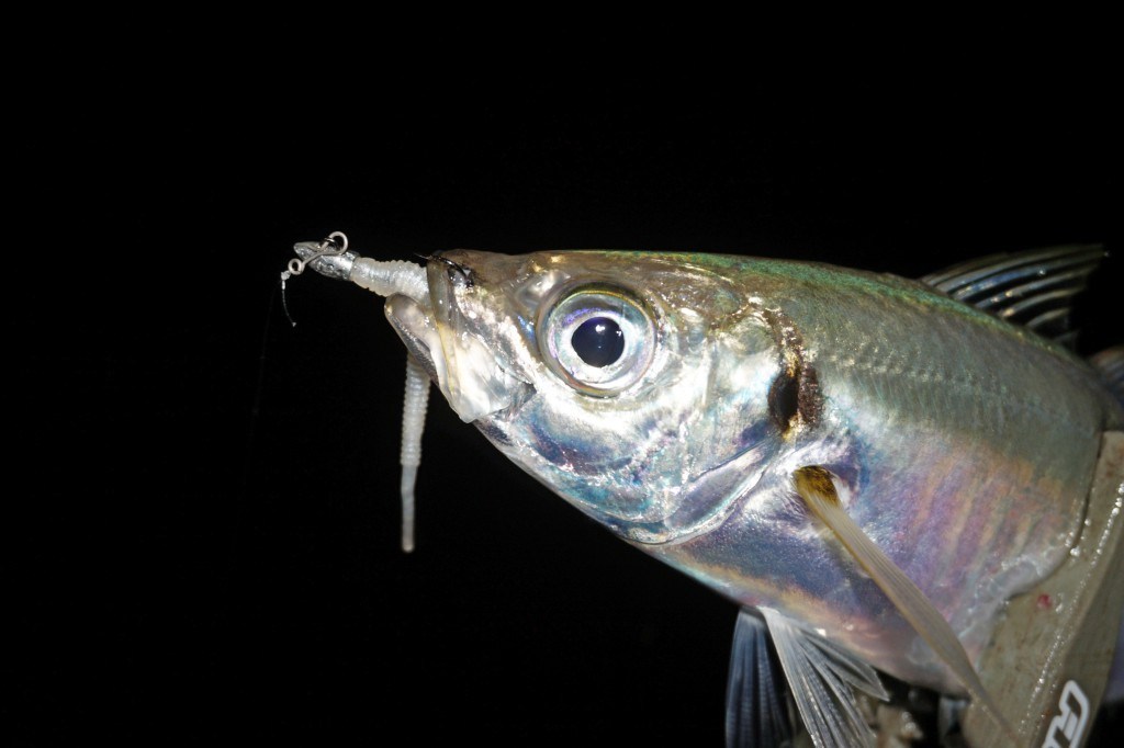 独特な 送料無料 シマノ Shimano スピニングリール ライトソルトゲーム 管釣りトラウト アジング 1000 アルテグラ 17 リール Valleycountrymarket Com