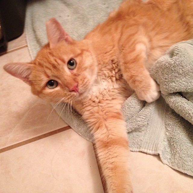 Jerry in his foster home, October 2013