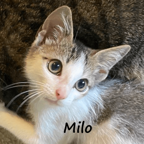 Milo