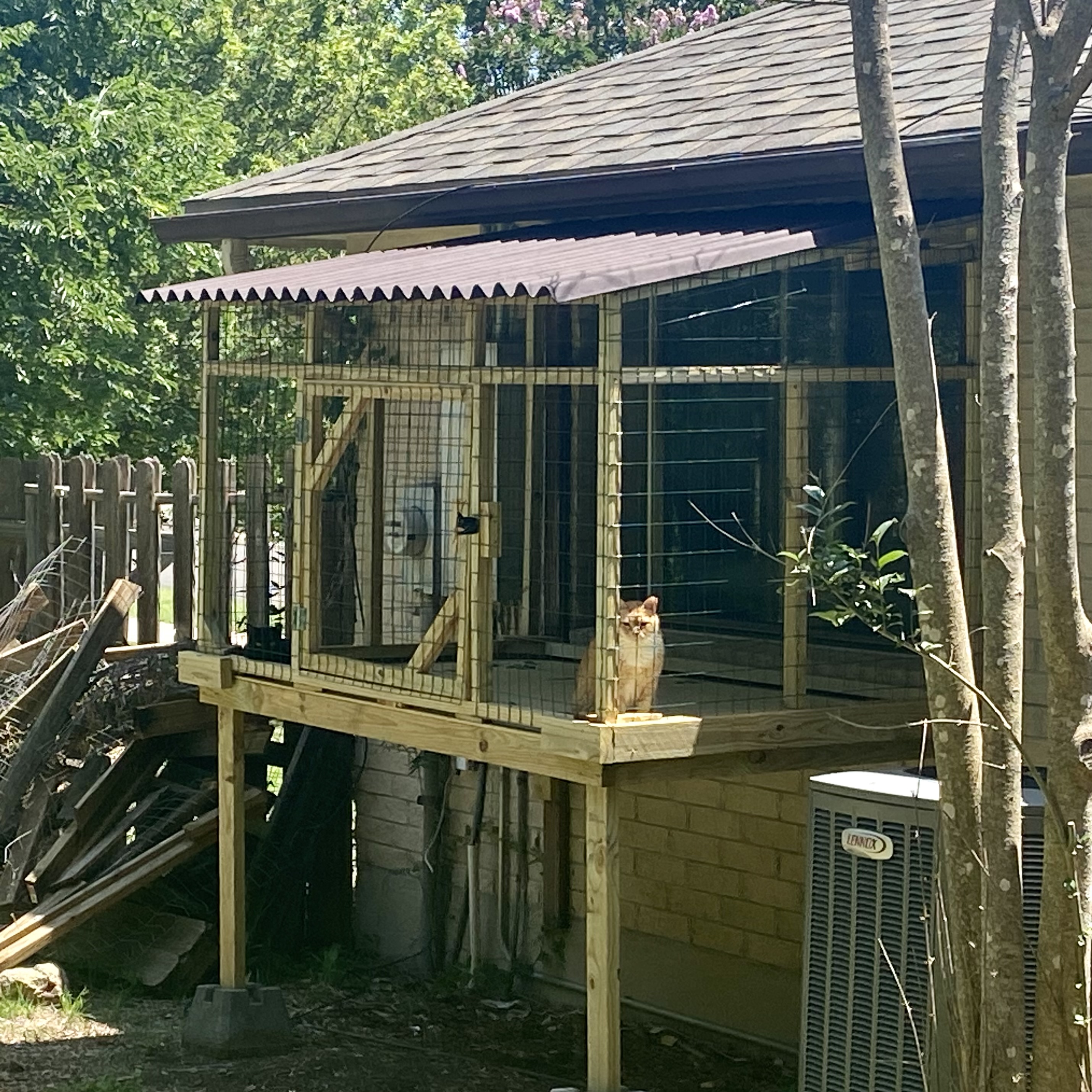 Jerry, enjoying in his catio
