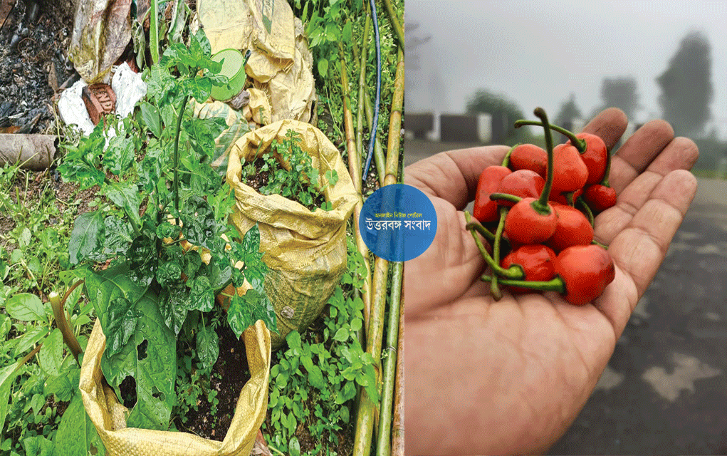 Haldibari | টমেটোর ক্ষতি লংকায় পোষানোর আশা