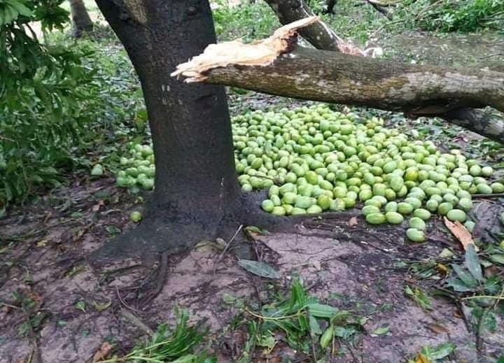 সাতক্ষীরায় তাণ্ডব, রাজশাহীতে আম ঝরিয়ে শক্তিহীন ‘আম্পান’