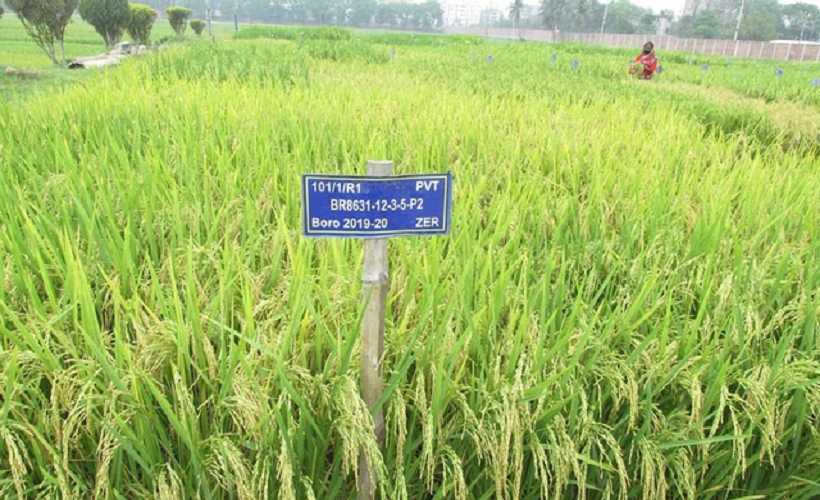 জিঙ্কসমৃদ্ধ নতুন চিকন চালের জাত ব্রি-১০০