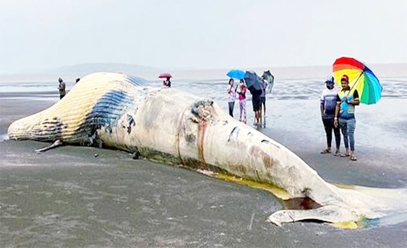 মুম্বাইয়ের সৈকতে ভেসে এল ৪০ ফুটের বিশাল তিমি