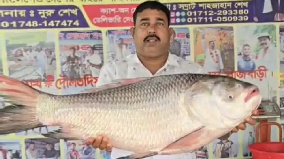 ১৭ কেজির কাতল বিক্রি ২৭ হাজার টাকায়