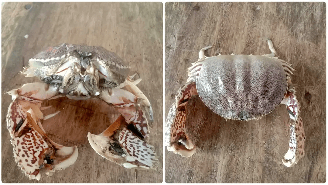 বঙ্গোপসাগরে ধরা পড়ল বিরল ‘বক্স ক্র্যাব’