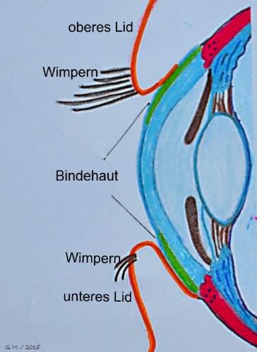 The horizontal line moves us towards the matter. Das Auge | Uveitis