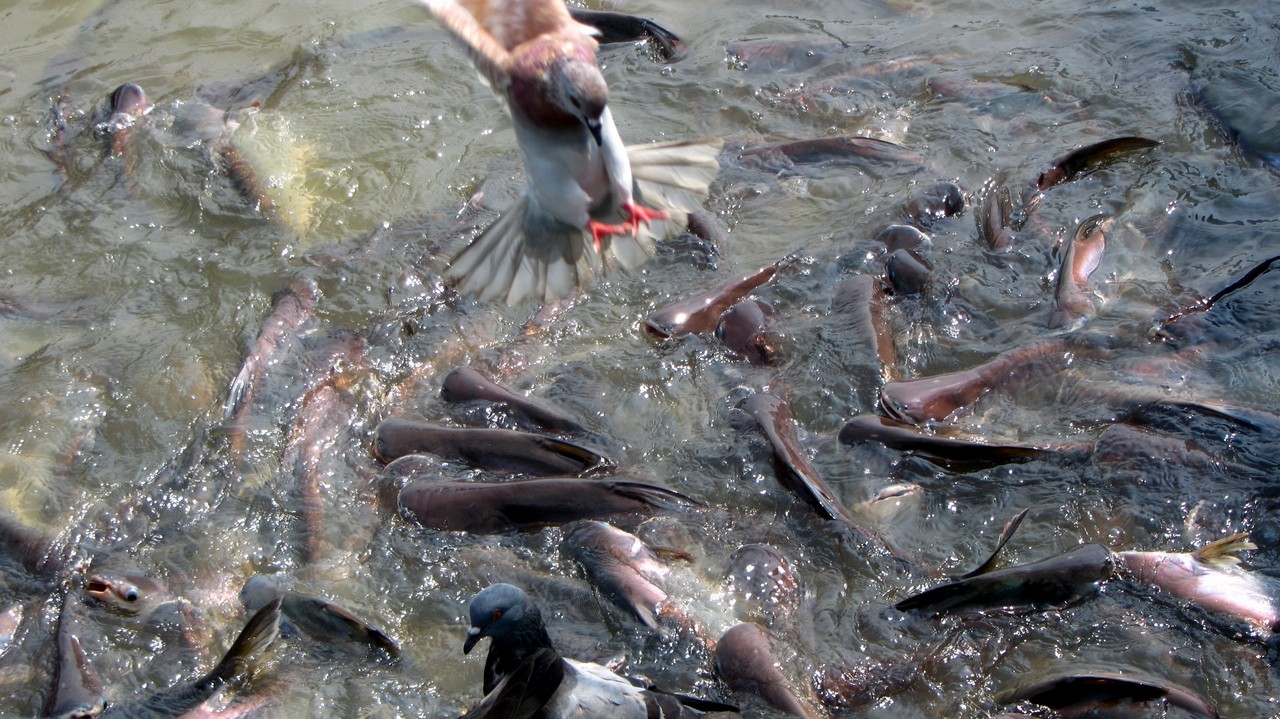 Riesige Welse im Fluss